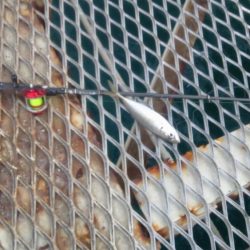 アジのサイズが良くなりました　下関フィッシングパーク